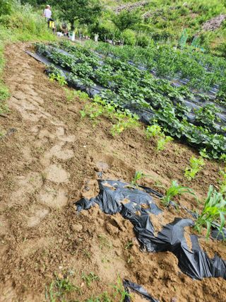 고영희님의 ☔️장마 대비 하셨나요? · 참여글 작성글 사진