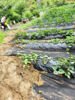고영희님의 ☔️장마 대비 하셨나요? · 참여글 작성글 사진