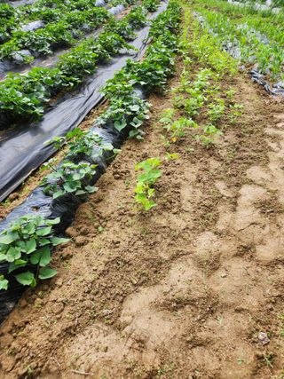 고영희님의 ☔️장마 대비 하셨나요? · 참여글 작성글 사진