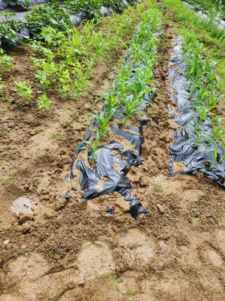 고영희님의 ☔️장마 대비 하셨나요? · 참여글 작성글 사진