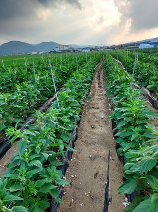 군고구마님의 고추 · 영농일지 작성글 사진
