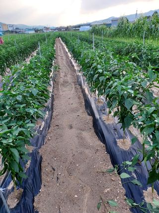 군고구마님의 고추 · 영농일지 작성글 사진