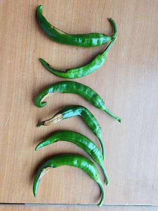 오이7411님의 고추 · 병해충상담 작성글 사진