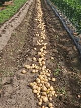 팜모닝 감자·영농일지 게시글 이미지