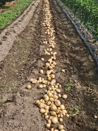 초짜농부님의 감자 · 영농일지 작성글 사진