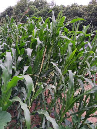 최한기님의 ☔️장마 대비 하셨나요? · 참여글 작성글 사진