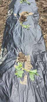 팜모닝 들깨·영농일지 게시글 이미지