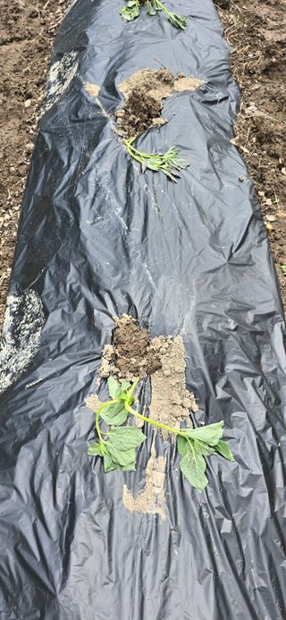 아침이슬청과님의 들깨 · 영농일지 작성글 사진