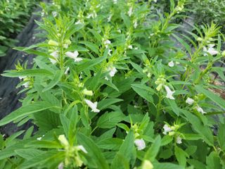 김순례님의 자유주제 · 자유게시판 작성글 사진