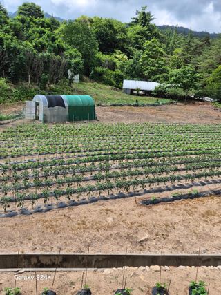 감자23899님의 고추 · 영농일지 작성글 사진