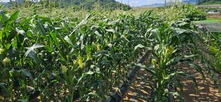 충주시산척면우성호님의 옥수수 · 영농일지 작성글 사진