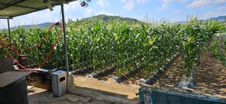 충주시산척면우성호님의 옥수수 · 영농일지 작성글 사진