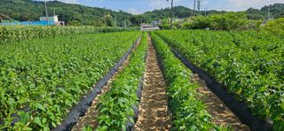 충주시산척면우성호님의 옥수수 · 영농일지 작성글 사진
