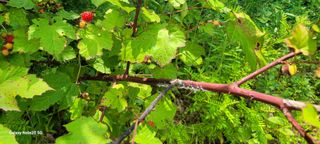 민우님의 기타작물 · 병해충상담 작성글 사진