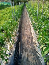 팜모닝 고추·영농일지 게시글 이미지