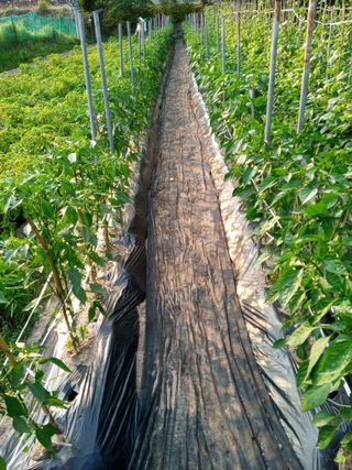 농사왕초보농부님의 고추 · 영농일지 작성글 사진