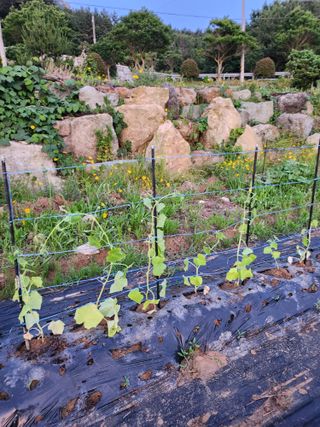 도깨비윤샘 님의 오이 · 영농일지 작성글 사진
