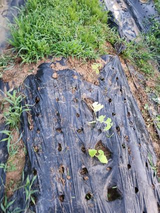 도깨비윤샘 님의 오이 · 영농일지 작성글 사진