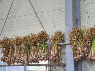 갑돌이님의 마늘 · 일상 작성글 사진