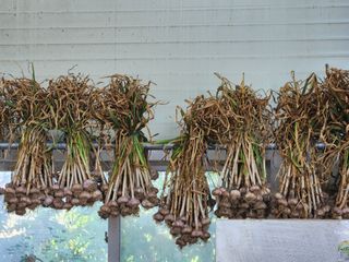 갑돌이님의 마늘 · 일상 작성글 사진