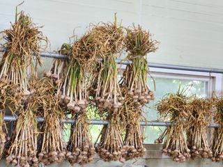 갑돌이님의 마늘 · 일상 작성글 사진