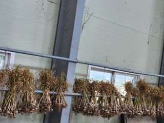 갑돌이님의 마늘 · 일상 작성글 사진