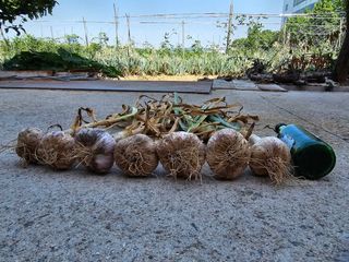 갑돌이님의 마늘 · 일상 작성글 사진