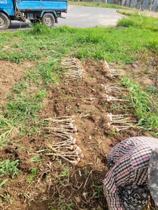 신상범님의 마늘 · 영농일지 작성글 사진