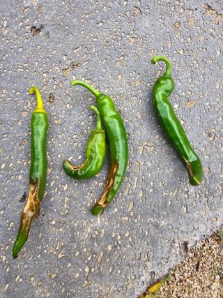 김병수님의 고추 · 영농일지 작성글 사진