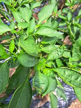 팜모닝 고추·병해충상담 게시글 이미지