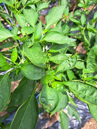 명솔님의 고추 · 병해충상담 작성글 사진