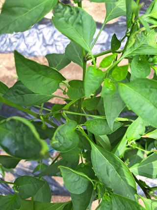 명솔님의 고추 · 병해충상담 작성글 사진