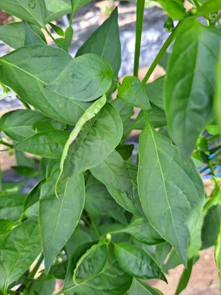 명솔님의 고추 · 병해충상담 작성글 사진