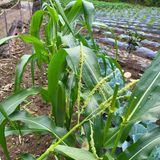 팜모닝 농사, 무엇이든 물어보세요!·참여글 게시글 이미지