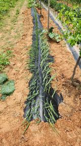 팜모닝 자유주제·자유게시판 게시글 이미지