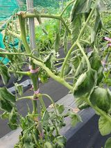 팜모닝 토마토·병해충상담 게시글 이미지