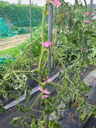 자색마.고추1000님의 토마토 · 병해충상담 작성글 사진