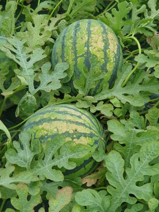 최영수님의 기타작물 · 병해충상담 작성글 사진