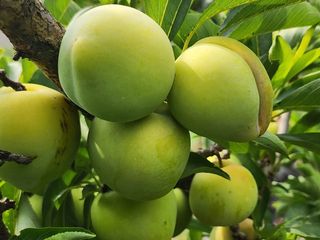 조용오님의 자두 · 영농일지 작성글 사진