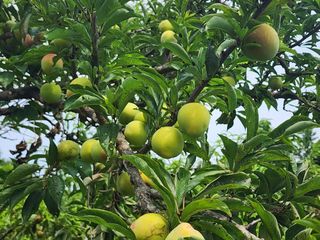 조용오님의 자두 · 영농일지 작성글 사진