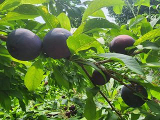 조용오님의 자두 · 영농일지 작성글 사진