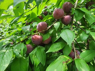 조용오님의 자두 · 영농일지 작성글 사진