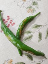 팜모닝 고추·병해충상담 게시글 이미지