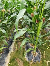 팜모닝 자유주제·자유게시판 게시글 이미지