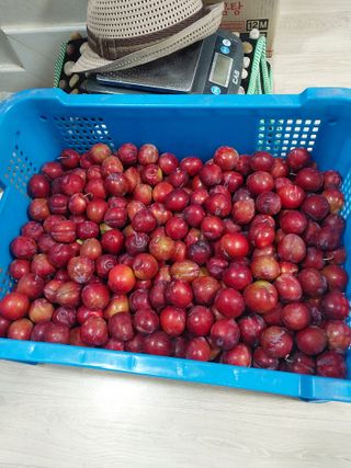 팜모닝회원 최창락 님의 자두 · 영농일지 작성글 사진