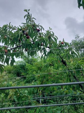 팜모닝회원 최창락 님의 자두 · 영농일지 작성글 사진