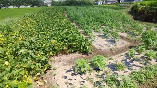 박현수님의 콩 · 영농일지 작성글 사진