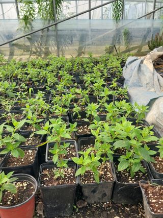 팜모닝회원 최창락 님의 자유주제 · 자유게시판 작성글 사진