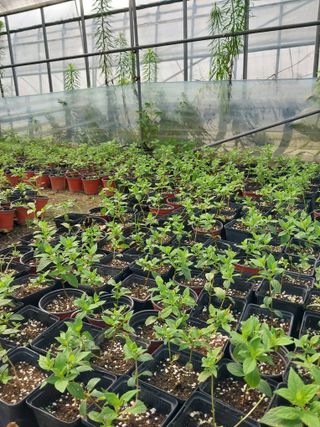 팜모닝회원 최창락 님의 자유주제 · 자유게시판 작성글 사진