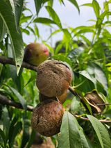 팜모닝 농사, 무엇이든 물어보세요!·참여글 게시글 이미지